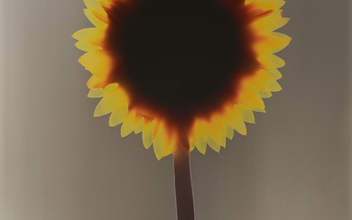 ADAM FUSS (B. 1961) Untitled (Sunflower), 1992