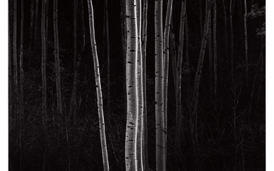 Ansel Adams 'Aspens, Northern New Mexico'
