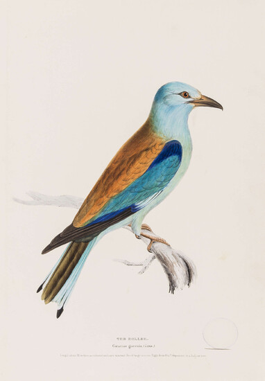 Birds.- Mayer (Henry Leonard) Illustrations of British Birds, 4 vol. in 3, first edition, [1835-41].