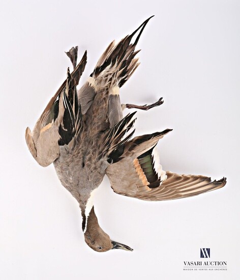 Canard pilet (Anas acuta) mâle présenté en... - Lot 66 - Vasari Auction