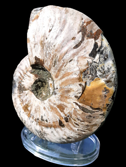 Huge Ammonite fossil - extremely rare. Natural and original straight from nature without polishing.