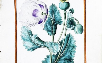 Le Moyne Watercolor of an Opium Poppy