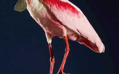 THE ROSEATE SPOONBILL
