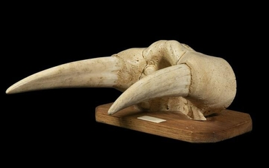 WALRUS SKULL SNOUT WITH TUSKS