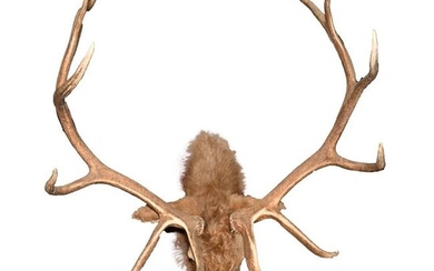 Wall Mounted Taxidermy 12 Point Elk.