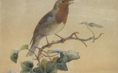 Wolf original watercolor of a Robin
