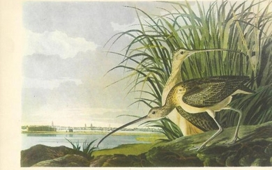 c1950 Audubon Print, Long-Billed Curlow