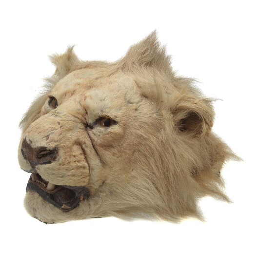 ? A preserved lion head, Panthera leo, E. Gerrard & Sons, first quarter 20th century