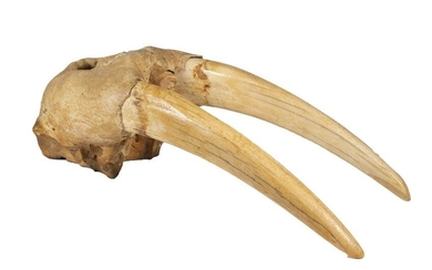 19TH C. SAILOR TROPHY OF A WALRUS BONE BROW WITH TUSKS