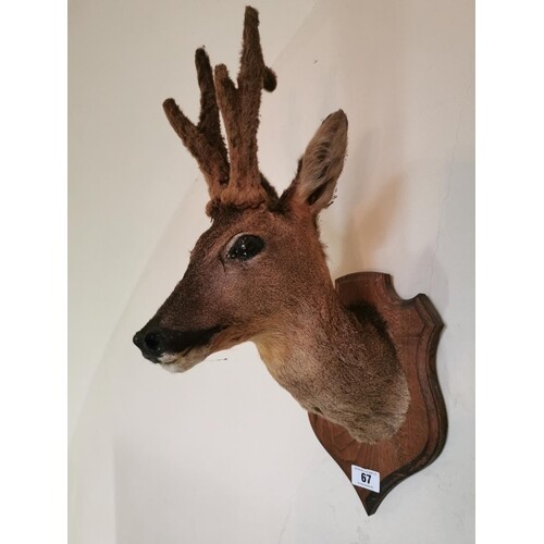19th. C. taxidermy deer's head mounted on an oak shield { 60...