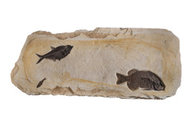 A LARGE FOSSIL FISH PLAQUE, GREEN RIVER, WYOMING