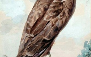 Meertens Watercolor of a Hawk