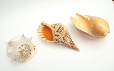 A COLLECTION OF THREE VINTAGE 1950S SHELLS COLLECTED IN NORTHERN QUEENSLAND