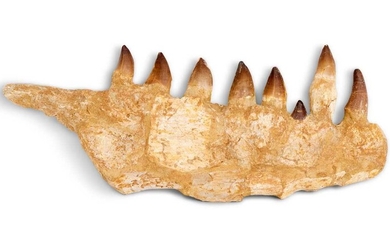 A FOSSILISED MOSASAUR LOWER JAW WITH TEETH, MOROOCCO, 70 MILLION YEARS OLD