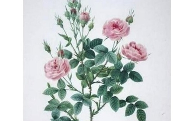 After Pierre-Jospeh Redoute, Floral Print, #133 Rosier