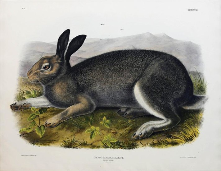 Audubon Lithograph, Polar Hare