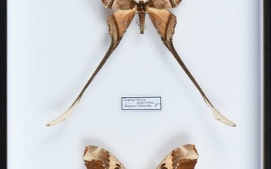 Copiopteryx semiramis Guyane couple