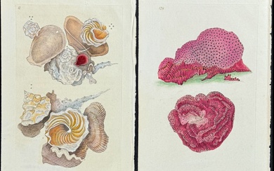 Donovan - 6 Coral or Sea Life Engravings