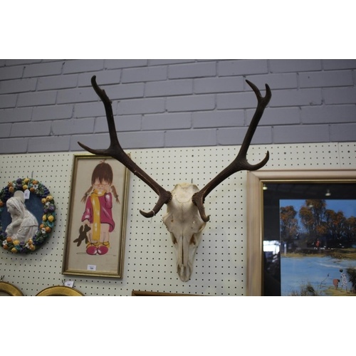 French set of antlers, with skull attached, approx 86cm L