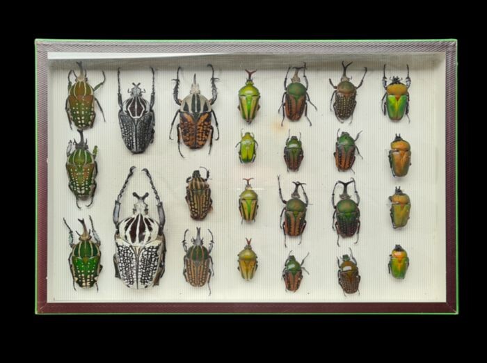 Hard-case Beetle Collection in glazed display case - -scientific collection - Coleoptera sp. - 26×5×39 cm