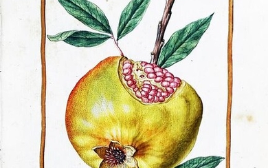 Le Moyne Watercolor of a Pomegranate.