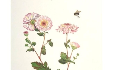 Limited Edition Print, Bumble Bees and Chrysanthemums
