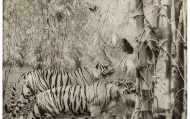 Lynn Geesaman (b. 1938), Untitled (Tigers in a Bamboo Forest)