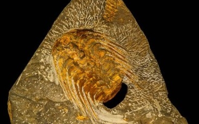 Museum Grade Association Selenopeltis longispina + 3 Eudolatites sp Upper Ordovician Trilobite