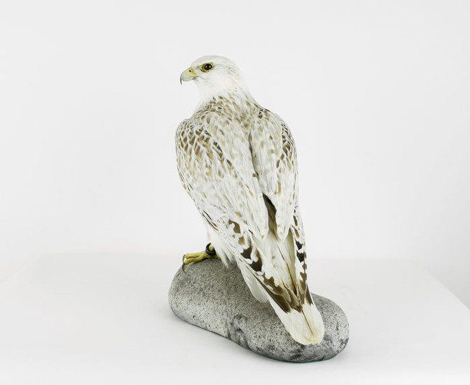 Museum Quality - Greenland Falcon set on artificial rock - Falco rusticolus - with full CITES Article 10 - 40×22×35 cm - 1564/2016