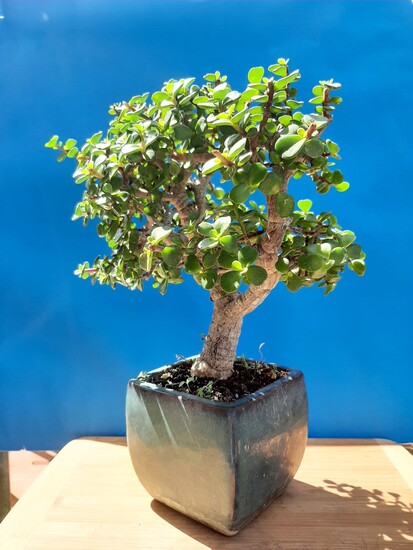Portulacaria afra cork bark bonsai tree 25 year old plant