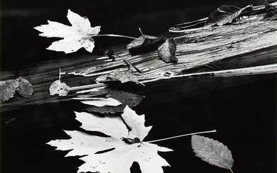 RICHARD GARROD - Leaves and Log, Oregon, 1976