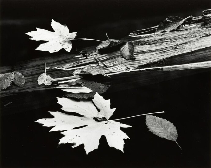 RICHARD GARROD - Leaves and Log, Oregon, 1976