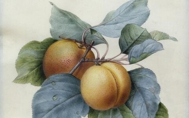 Redoute Original Watercolor of Apricots