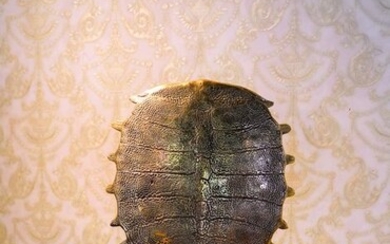 Sooka Interior - High quality, bronze-cast XL Softshell Turtle Shell - Pelodiscus Sinensis - Bronze