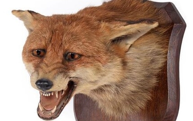 Taxidermy: Red Fox Mask (Vulpes vulpes), dated 10th October,1931, by...