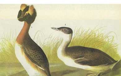 c1946 Audubon Print, #259 Horned Grebe