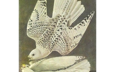 c1946 Audubon Print, #366 Gyrfalcon