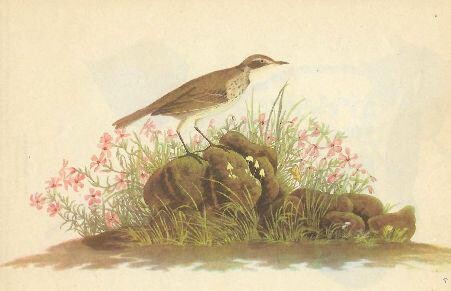 c1946 Audubon Print, #80 American Pipit