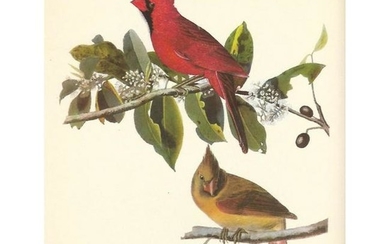 c1950 Audubon Print, Cardinal