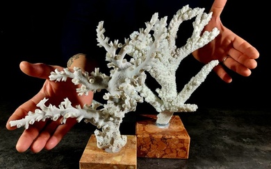 corals on marble Taxidermy full body mount - Acropora florida/dendrophilia ramea - 32 cm - 22 cm - 11 cm - 2