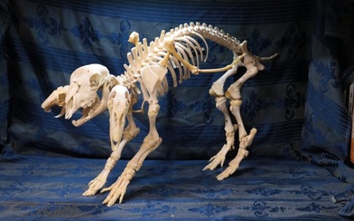 herbivorous chimera Full skeleton with skull - chmera erbivora - 42 cm - 65 cm - 23 cm- Non-CITES species