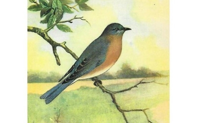 1920's Bluebird Color Lithograph Print