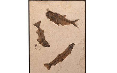 Multiple Fossil Fish Mural