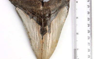5 INCH MEGALODON SHARK TOOTH