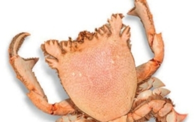 Crabe nageur - ventes aux enchères Drouot