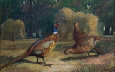 Thorburn Watercolor of Pheasants