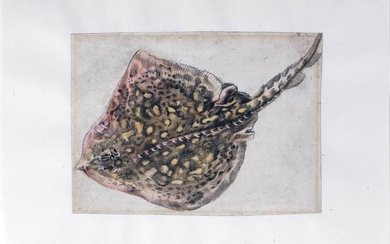 Dutch Sting Ray watercolor