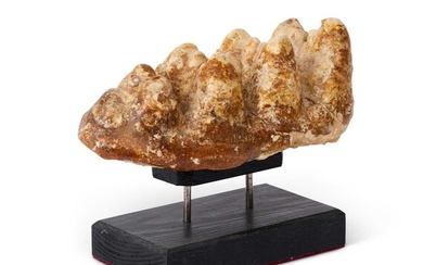 A MASTODON TOOTH, CHINA, APPROXIMATELY 20 MILLION YEARS OLD