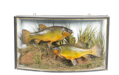 A pair of cased tench