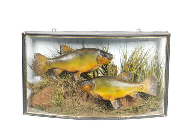 A pair of cased tench